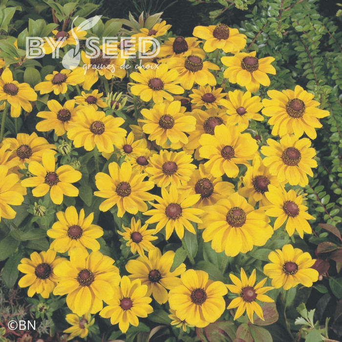 Rudbéckia Toto® Gold (graines enrobées)