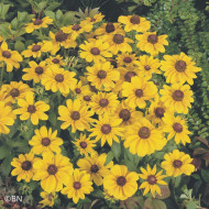 Rudbéckia Toto® Gold (graines enrobées)