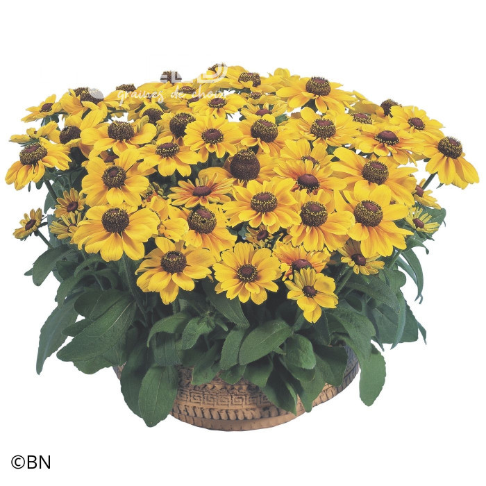 Rudbéckia Toto® Gold (graines enrobées)