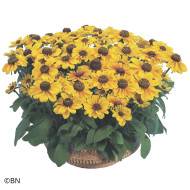 Rudbéckia Toto® Gold (graines enrobées)