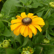 Rudbéckia Toto® Gold (graines enrobées)