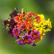 Salpiglossis sinuata Royale F1 Mix (graines enrobées)