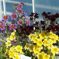 Salpiglossis sinuata Royale F1 Mix (graines enrobées)