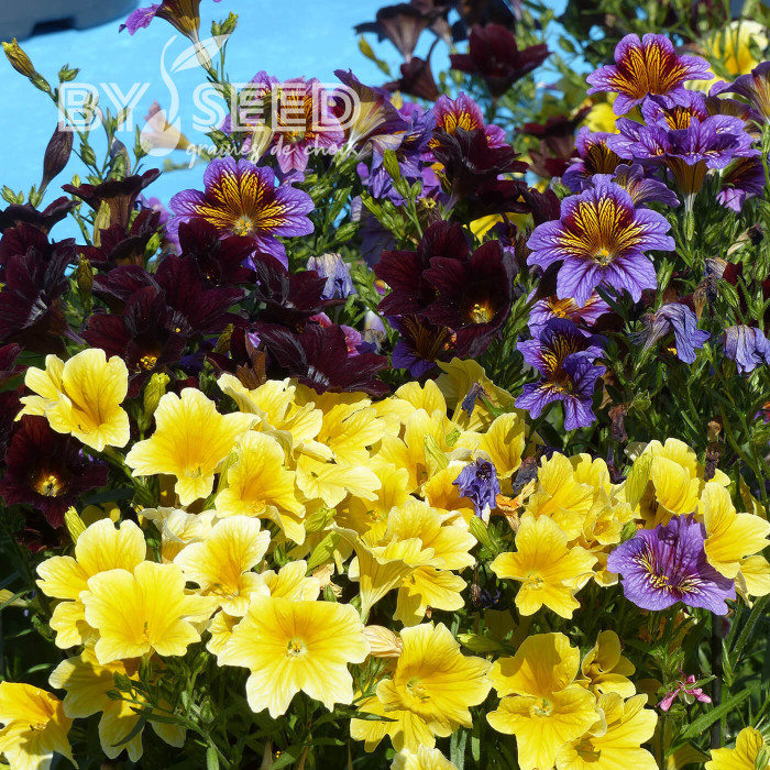 Salpiglossis sinuata Royale F1 Mix (graines enrobées)