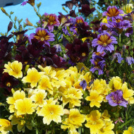 Salpiglossis sinuata Royale F1 Mix (graines enrobées)