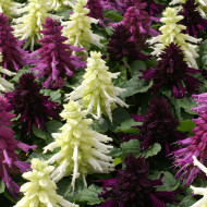 Sauge splendens Reddy Nero Mixture