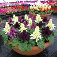 Sauge splendens Reddy Nero Mixture