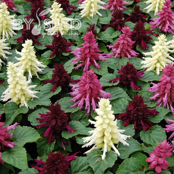 Sauge splendens Reddy Nero Mixture