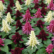 Sauge splendens Reddy Nero Mixture