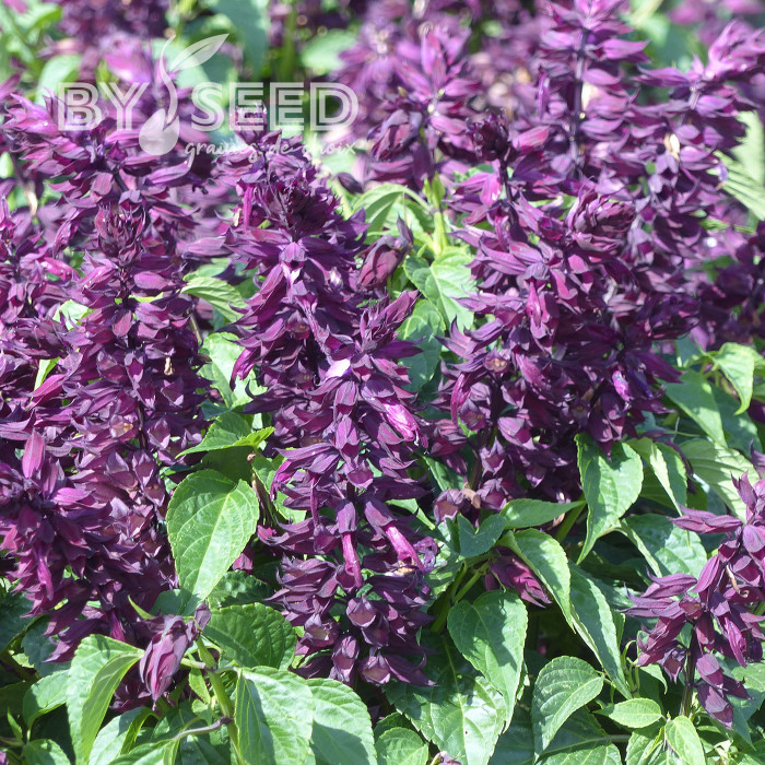 Sauge splendens Estella Purple