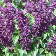 Sauge splendens Estella Purple