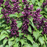 Sauge splendens Estella Purple
