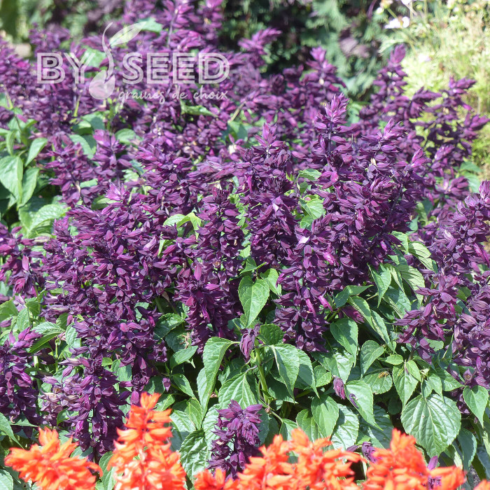 Sauge splendens Estella Purple
