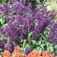 Sauge splendens Estella Purple