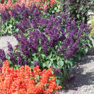 Sauge splendens Estella Purple