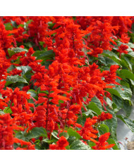 Sauge splendens Hotbloom Mix