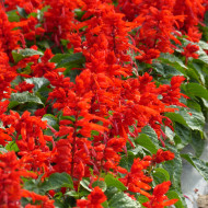 Sauge splendens Carabinière