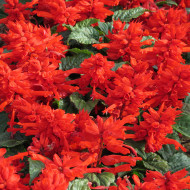Sauge splendens Carabinière