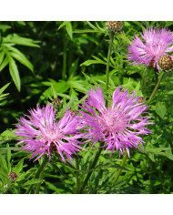 Centaurée jacea (fleur sauvage)