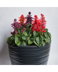 Sauge splendens Hotbloom Rose