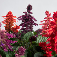 Sauge splendens Hotbloom Mix