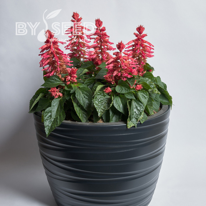 Sauge splendens Hotbloom Rose