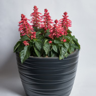 Sauge splendens Hotbloom Rose