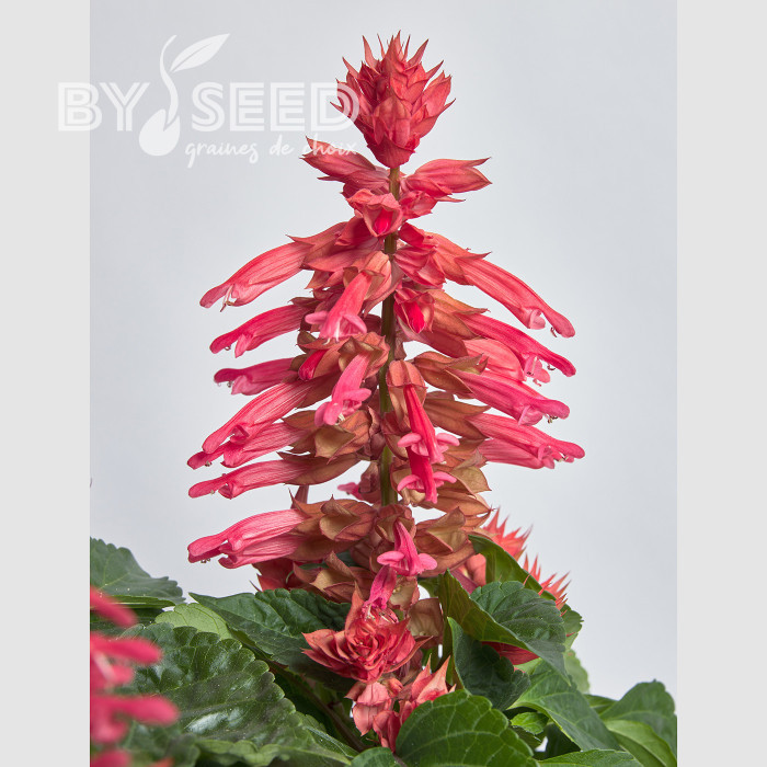 Sauge splendens Hotbloom Rose