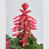 Sauge splendens Hotbloom Rose