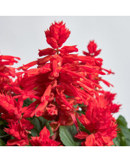 Sauge splendens Hotbloom Rose