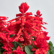 Sauge splendens Hotbloom Red