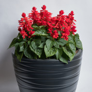Sauge splendens Hotbloom Red