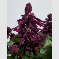 Sauge splendens Hotbloom Purple