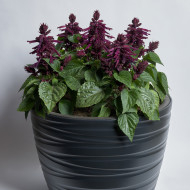Sauge splendens Hotbloom Purple