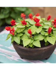 Sauge splendens Hotbloom Orange