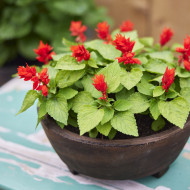 Sauge splendens Reddy Lime-leaved Red