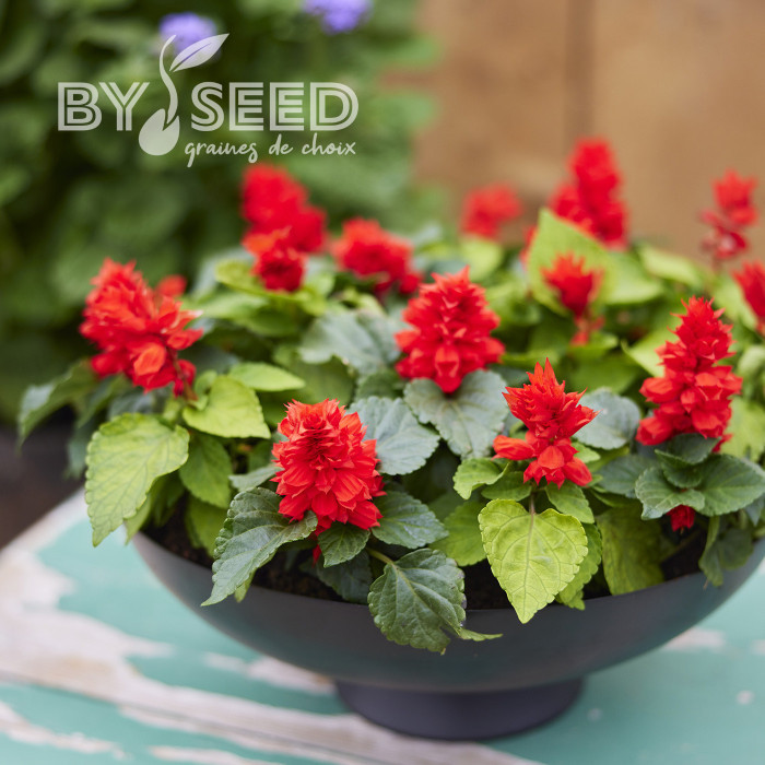 Sauge splendens Reddy Lime-leaved Red