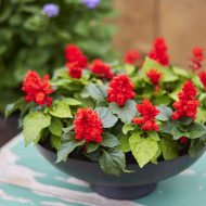 Sauge splendens Reddy Lime-leaved Red