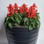 Sauge splendens Hotbloom Orange