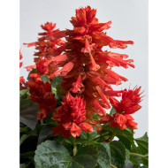 Sauge splendens Hotbloom Orange