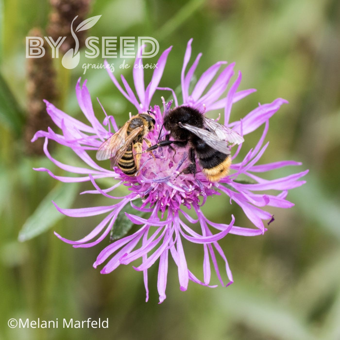 Centaurée jacea (fleur sauvage)