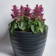 Sauge splendens Hotbloom Lilac Halo