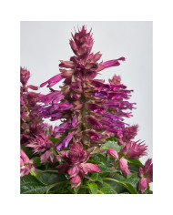 Sauge des Prés - Salvia pratensis (plante sauvage)