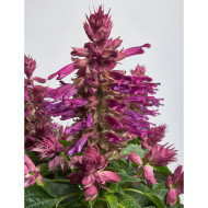 Sauge splendens Hotbloom Lilac Halo