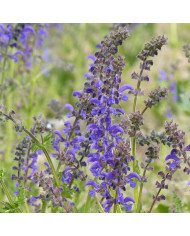 Sauge splendens Hotbloom Lilac Halo