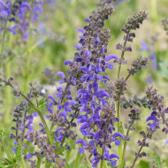 Sauge des Prés - Salvia pratensis (plante sauvage)
