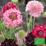 Scabieuse annuelle Summer Fruits BIO