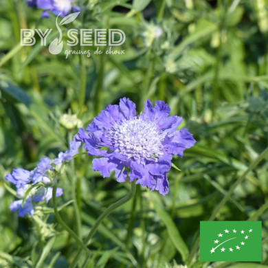 Scabieuse du Caucase Goldingensis BIO