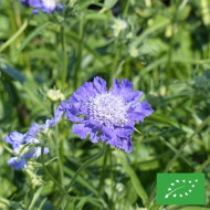 Scabieuse du Caucase Goldingensis BIO