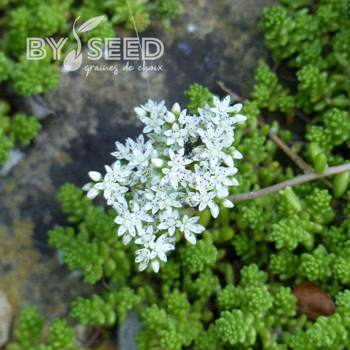 Sedum album